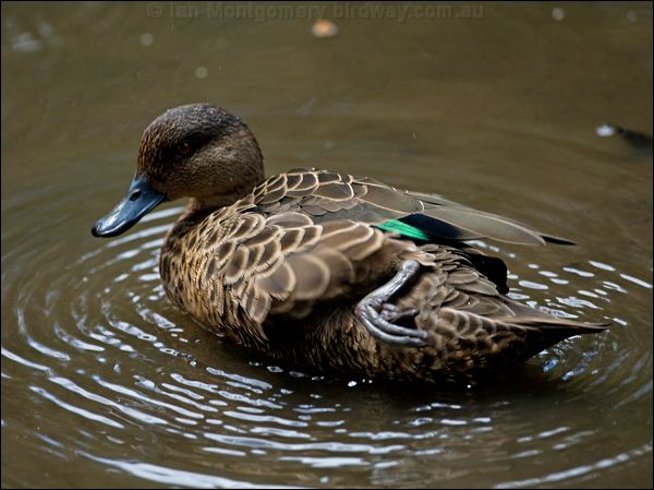 Chestnut Teal chestnut_teal_151028.psd