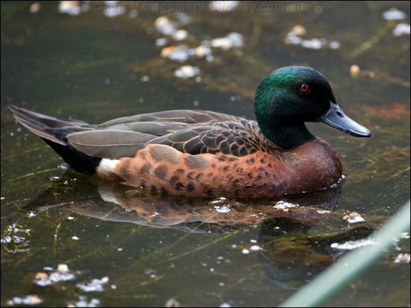 Chestnut Teal chestnut_teal_151031.psd