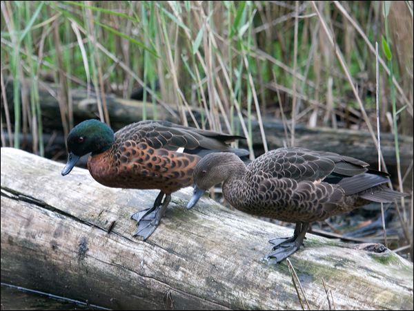 Chestnut Teal chestnut_teal_98021.psd