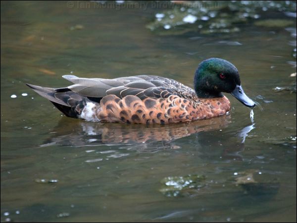 Chestnut Teal chestnut_teal_98060.psd