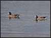 chiloe_wigeon_207828