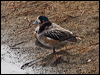 chiloe_wigeon_208089