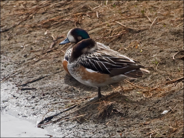 Chiloe Wigeon chiloe_wigeon_208089.psd