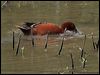 cinnamon_teal_67508