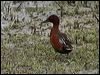 cinnamon_teal_67516