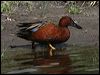 Click here to enter gallery and see photos of Cinnamon Teal