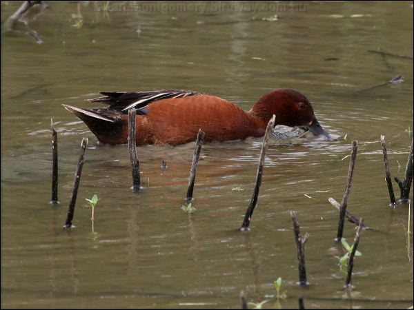 Cinnamon Teal cinnamon_teal_67508.psd