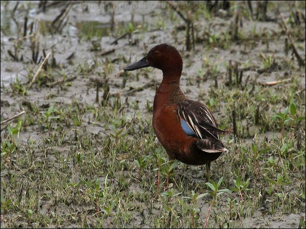 Cinnamon Teal cinnamon_teal_67516.psd