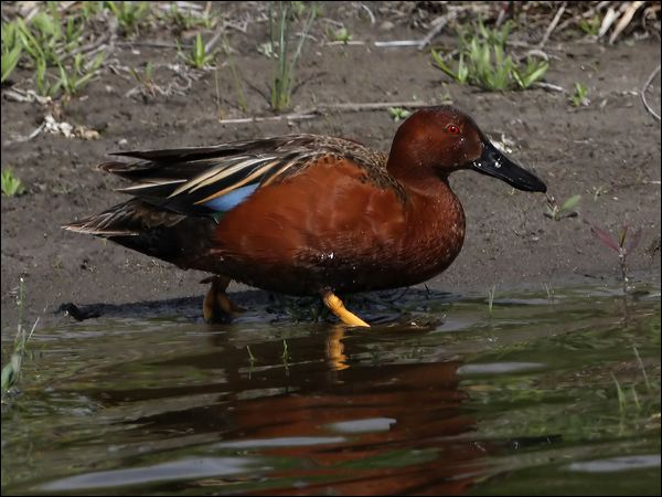 Cinnamon Teal cinnamon_teal_68083.psd