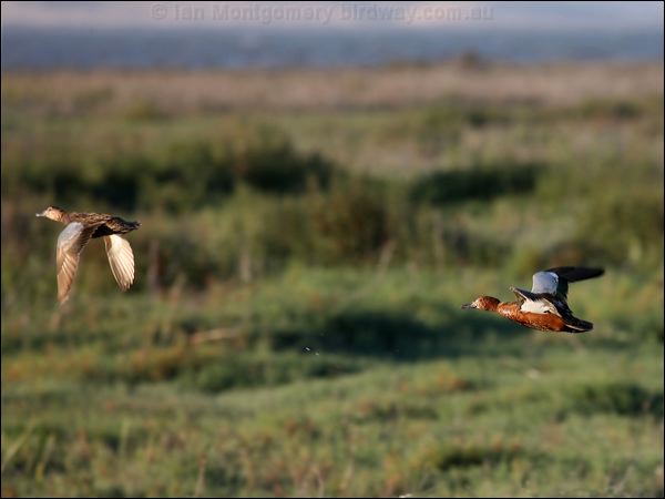 Cinnamon Teal cinnamon_teal_69669.psd