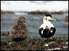 common_eider_52373