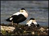 common_eider_52384