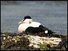 common_eider_52387