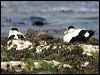 common_eider_52393