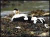 common_eider_52405