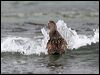 common_eider_52455