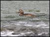 common_eider_52459