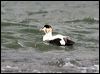common_eider_52461