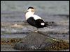 common_eider_52464
