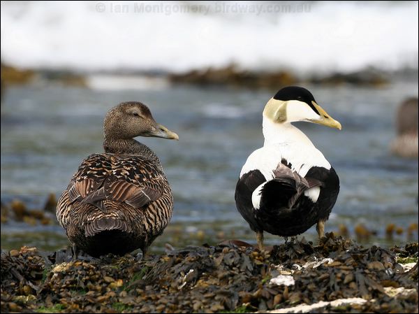 Common Eider common_eider_52373.jpg