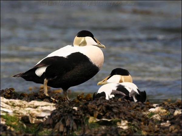 Common Eider common_eider_52384.jpg