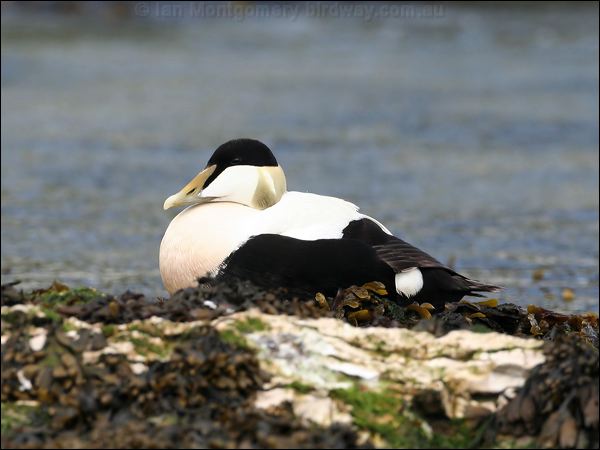 Common Eider common_eider_52387.jpg