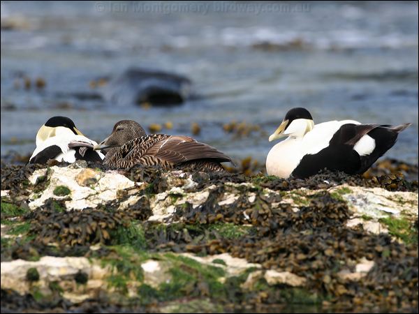 Common Eider common_eider_52393.jpg