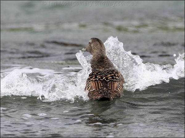 Common Eider common_eider_52455.jpg
