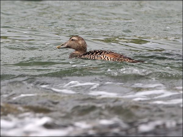 Common Eider common_eider_52459.jpg