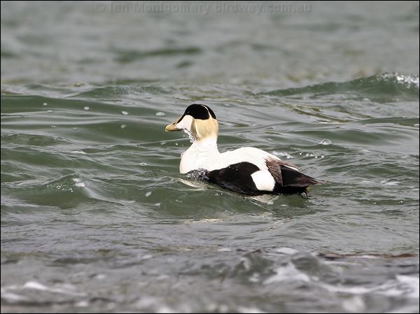 Common Eider common_eider_52461.jpg