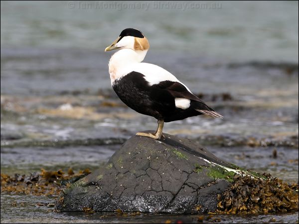 Common Eider common_eider_52464.jpg