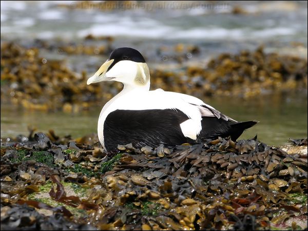 Common Eider common_eider_52480.jpg