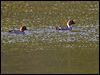 goldeneye_143450