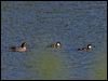 goldeneye_143495