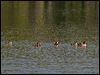goldeneye_143515