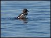 goldeneye_143597