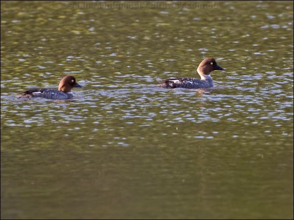 Common Goldeneye goldeneye_143450.psd