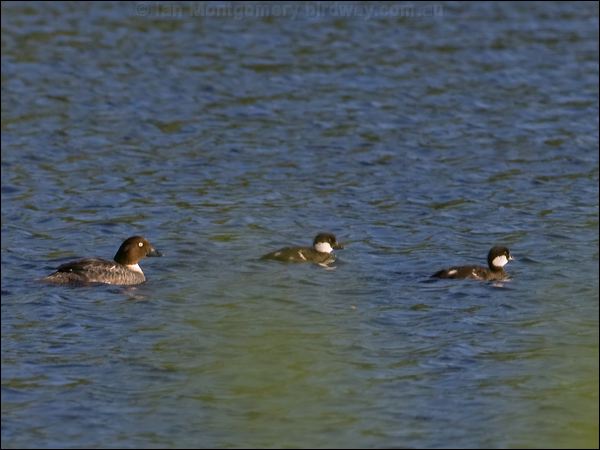 Common Goldeneye goldeneye_143495.psd