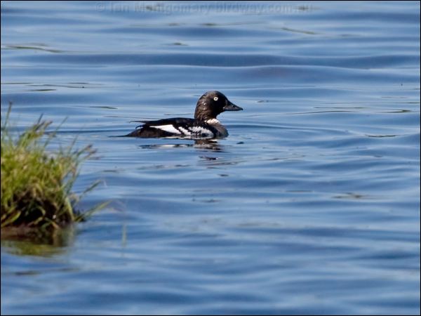 Common Goldeneye goldeneye_143594.psd