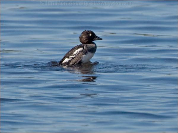 Common Goldeneye goldeneye_143597.psd