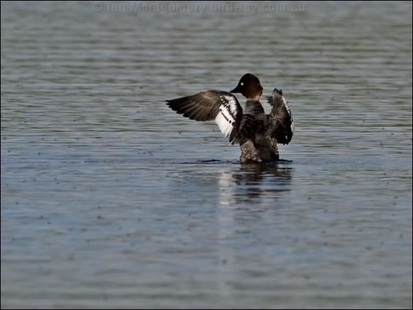 Common Goldeneye goldeneye_143628.psd