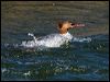 common_merganser_66910