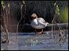 common_merganser_66926