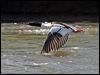 Click here to enter gallery and see photos of Common Merganser/ Goosander