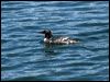 common_merganser_68642