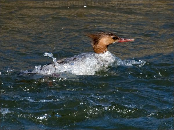Common Merganser common_merganser_66910.jpg