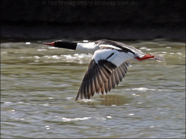 Common Merganser common_merganser_67199.jpg