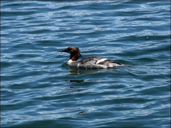 Common Merganser common_merganser_68642.jpg