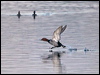 Click here to enter gallery and see photos of Red-crested Pochard