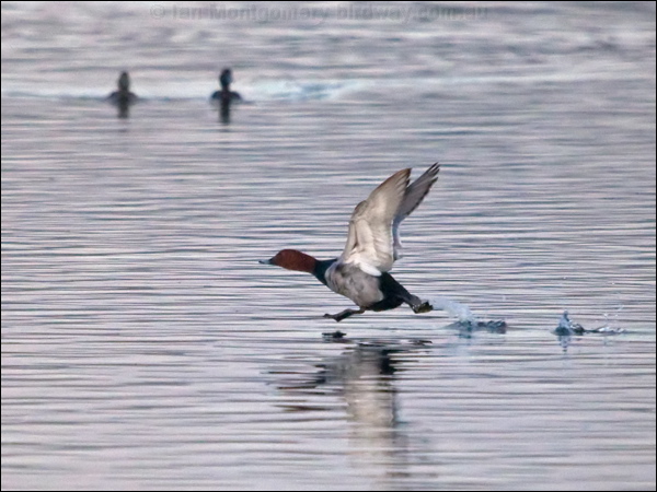 Common Pochard common_pochard_169532.psd